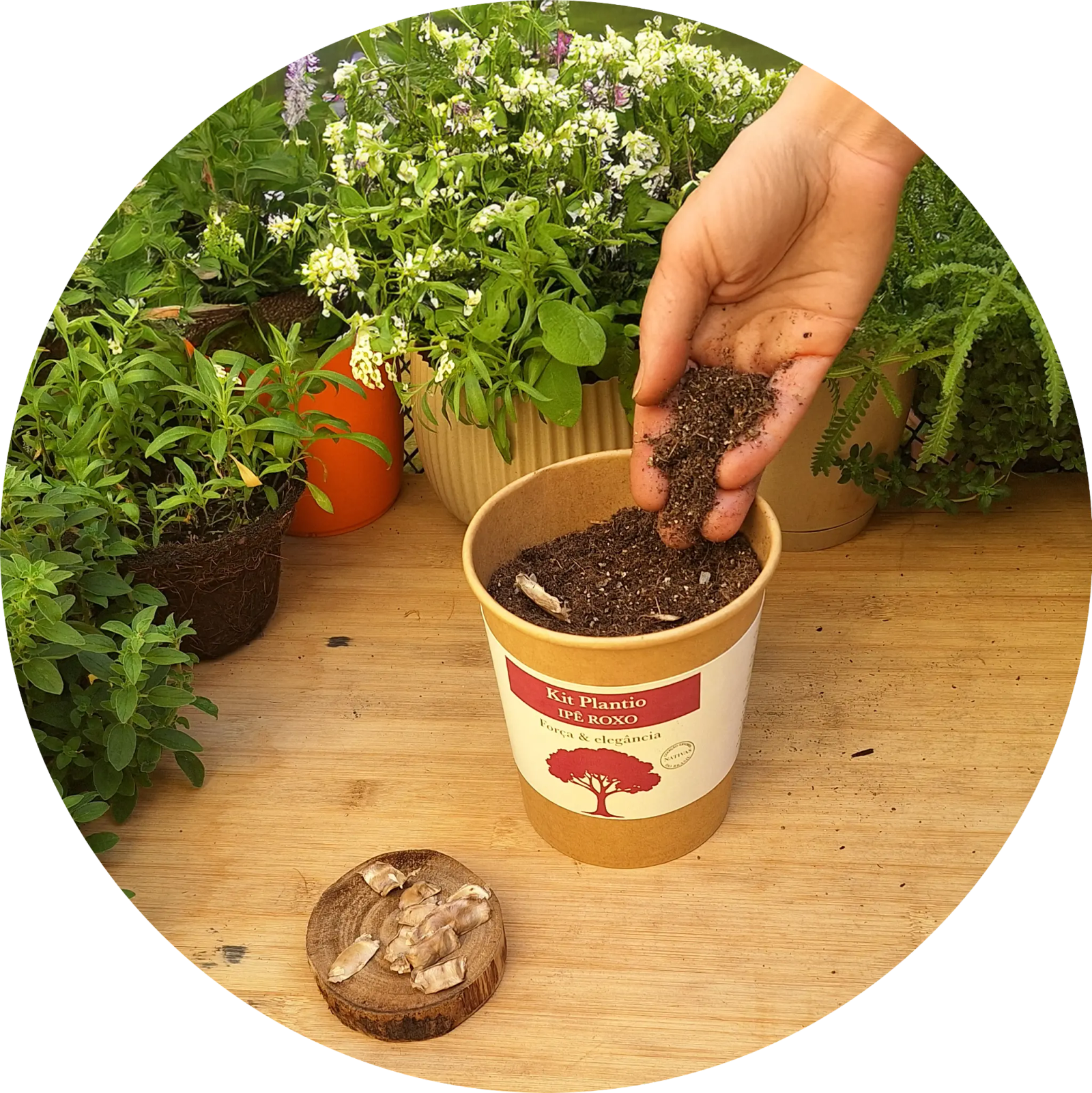 Cuidando das plantas